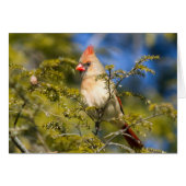 Vrouw kardinaal op Evergreen (Voorkant Horizontaal)