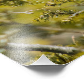 Vrouw kardinaal op Evergreen Foto Afdruk (Hoek)