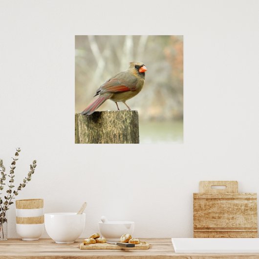 Vrouw Kardinaal op het Poster van de Omheining (Keuken)
