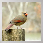 Vrouw Kardinaal op het Poster van de Omheining (Voorkant)