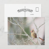 Vrouw Kardinaal op wintertakken Briefkaart (Voorkant / Achterkant)