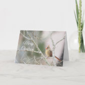 Vrouw Kardinaal op wintertakken  Feestdagen Kaart (Voorkant)