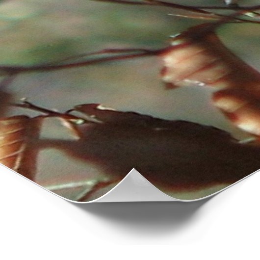 Vrouw kardinaal poster (Hoek)