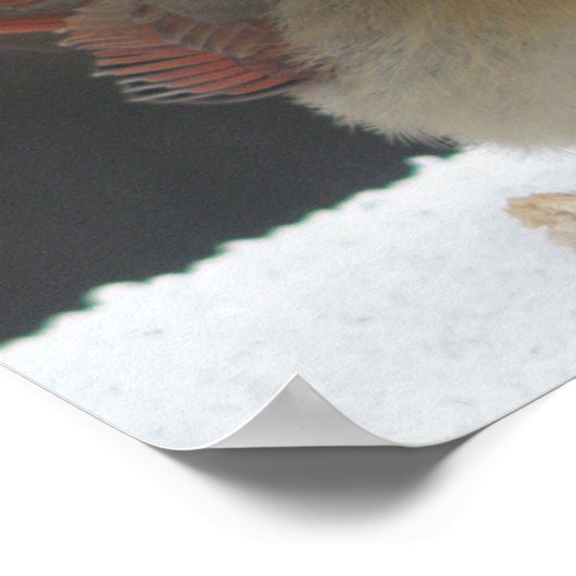 Vrouw kardinaal Poster (Hoek)