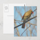 Vrouw kardinaal/vogel briefkaart (Voorkant / Achterkant)