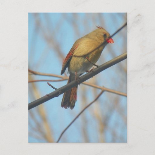 Vrouw kardinaal/vogel briefkaart (Voorkant)