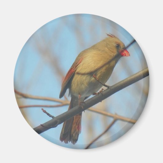 Vrouw kardinaal/vogel magneet (Voorkant)