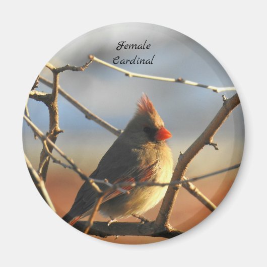 Vrouw kardinaalvogel magneet (Voorkant)