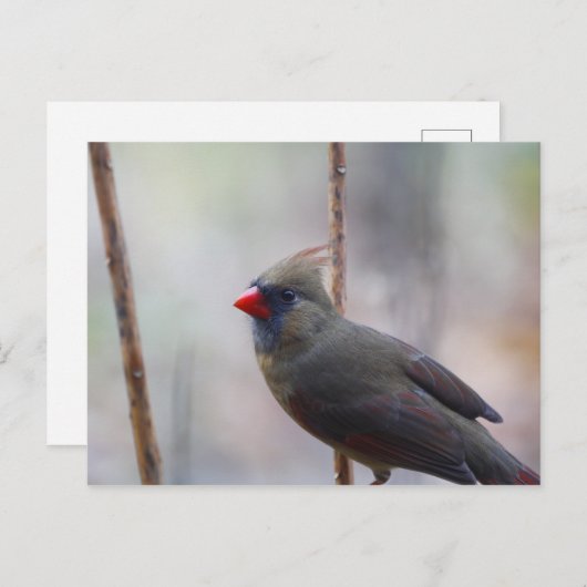 Vrouw kardinale vogel briefkaart (Voorkant / Achterkant)