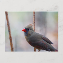 Vrouw kardinale vogel briefkaart