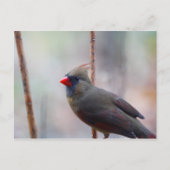 Vrouw kardinale vogel briefkaart (Voorkant)