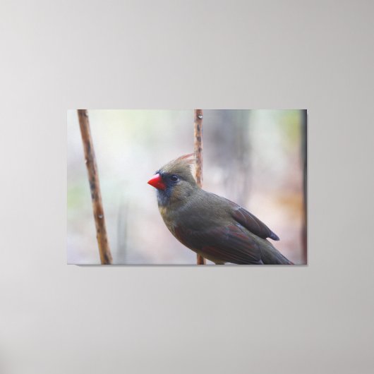 Vrouw kardinale vogel canvas afdruk (Voorkant)