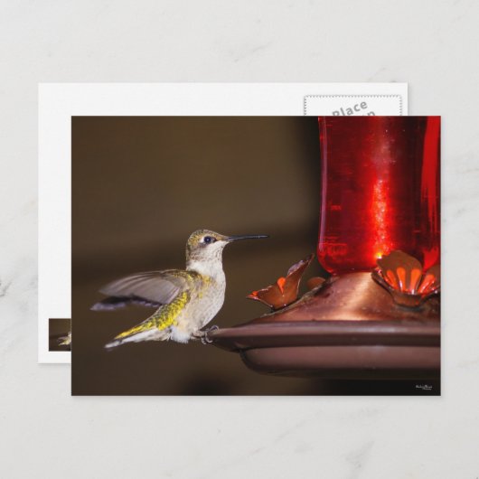 Vrouw keelvogel briefkaart (Voorkant / Achterkant)