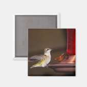 Vrouw keelvogel magneet (Voorkant / Achterkant)