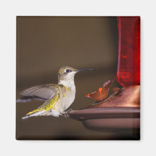 Vrouw keelvogel magneet
