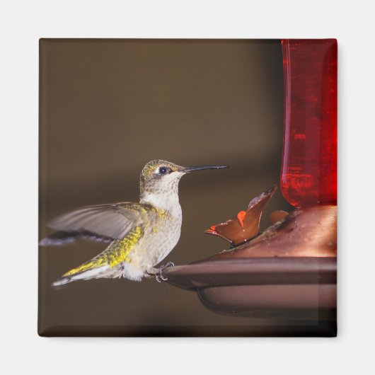 Vrouw keelvogel magneet (Voorkant)