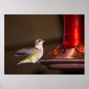 Vrouw keelvogel poster