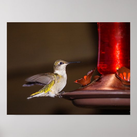 Vrouw keelvogel poster (Voorkant)