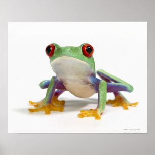 Vrouw kikker 2 poster