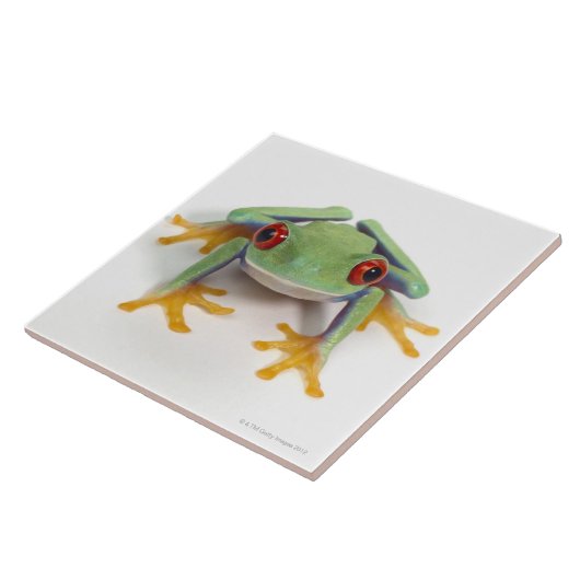 Vrouw kikker tegeltje (Zijkant)