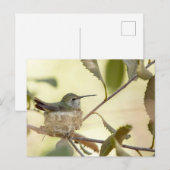Vrouw kolibrie in haar nest briefkaart (Voorkant / Achterkant)