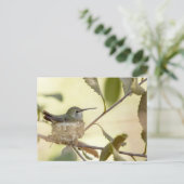 Vrouw kolibrie in haar nest briefkaart (Staand voorkant)