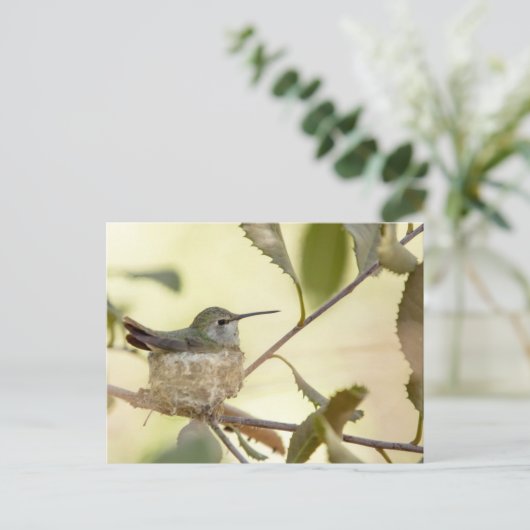 Vrouw kolibrie in haar nest briefkaart (Staand voorkant)