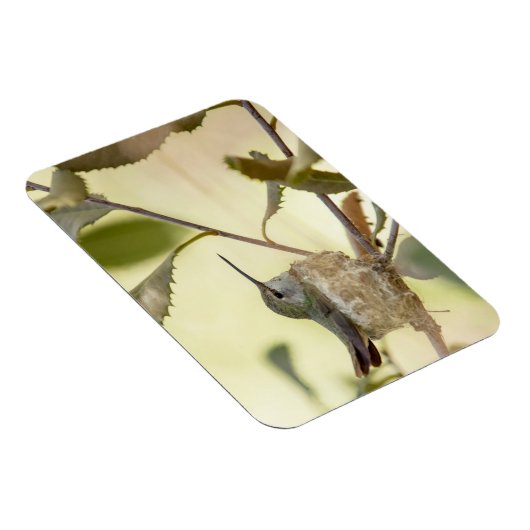 Vrouw kolibrie in haar nest magneet (Rechterzijde)