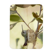 Vrouw kolibrie in haar nest magneet (Verticaal)