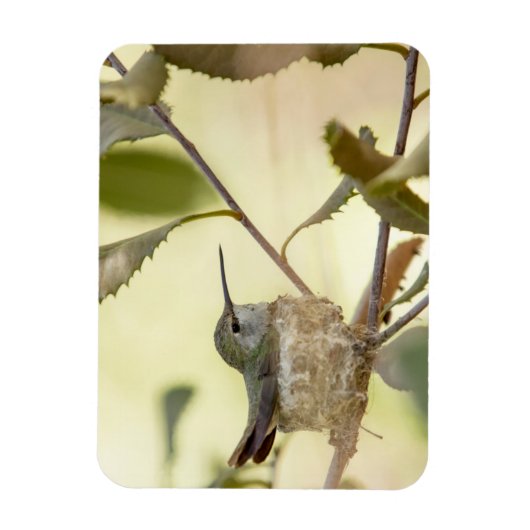 Vrouw kolibrie in haar nest magneet (Verticaal)