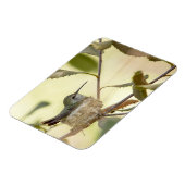 Vrouw kolibrie in haar nest magneet (Linkerzijde)