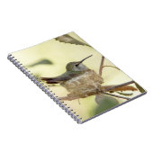 Vrouw kolibrie in haar nest notitieboek (Rechterzijde)