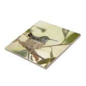 Vrouw kolibrie in haar nest tegeltje (Zijkant)