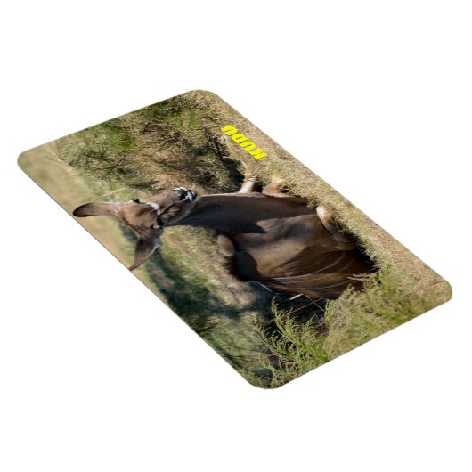 Vrouw Kudu Magneet (Rechterzijde)