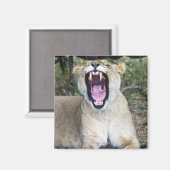 Vrouw leeuw (Panthera leo), Nationaal Masai Mara Magneet (Voorkant / Achterkant)