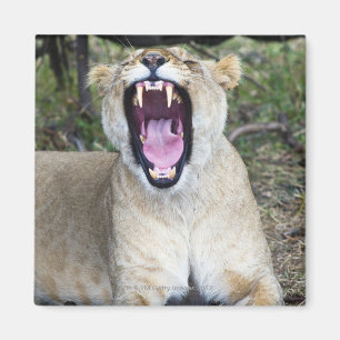 Vrouw leeuw (Panthera leo), Nationaal Masai Mara Magneet