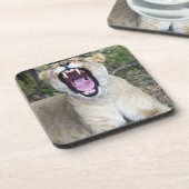 Vrouw leeuw (Panthera leo), Nationaal Masai Mara Onderzetter (Linkerzijde)