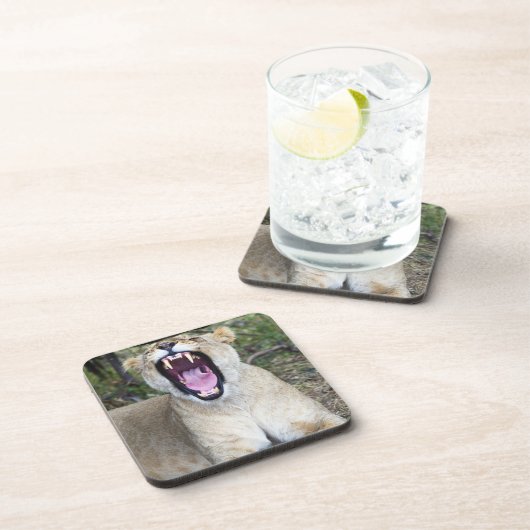 Vrouw leeuw (Panthera leo), Nationaal Masai Mara Onderzetter (Rechterzijde)