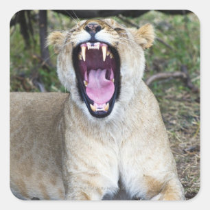 Vrouw leeuw (Panthera leo), Nationaal Masai Mara Vierkante Sticker