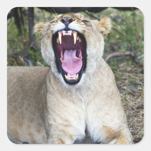 Vrouw leeuw (Panthera leo), Nationaal Masai Mara Vierkante Sticker (Voorkant)