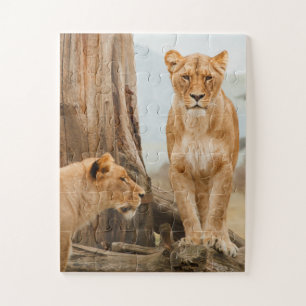 Vrouw leeuwen die bij dode bomen zitten legpuzzel