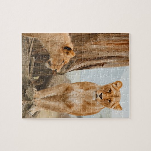 Vrouw leeuwen die bij dode bomen zitten legpuzzel (Horizontaal)