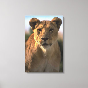 Vrouw Leeuwin Koningin van het Oerwoud Canvas Afdruk