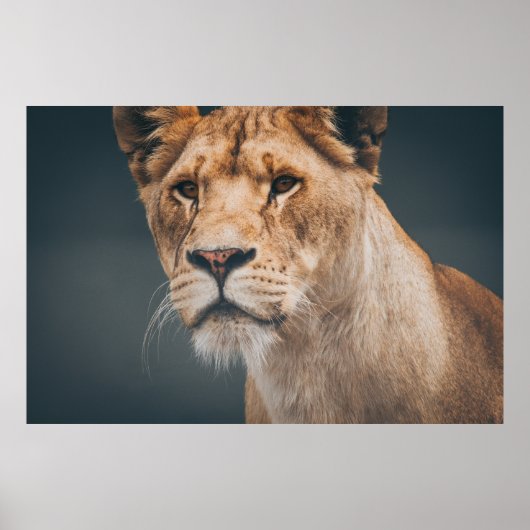 VROUW LION BIJ JYLLAND PARK ZOO POSTER (Voorkant)