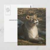 Vrouw Lion Briefkaart (Voorkant / Achterkant)