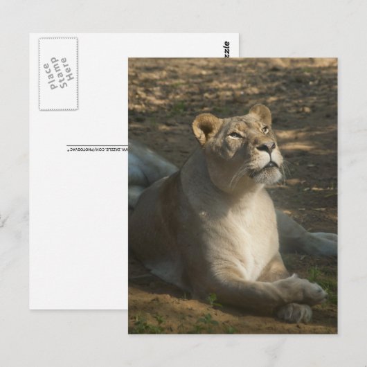 Vrouw Lion Briefkaart (Voorkant / Achterkant)