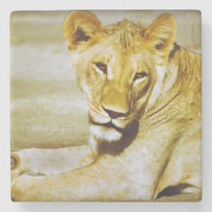 Vrouw lion kijkt naar onderzetter