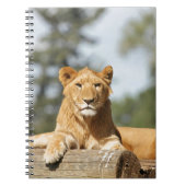 Vrouw Lion Notitieboek (Voorkant)