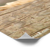 Vrouw Lion Poster (Hoek)