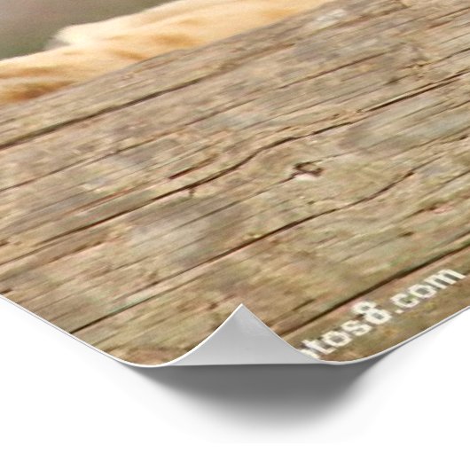 Vrouw Lion Poster (Hoek)